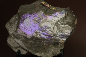 希少色！紫色に光るアンモライト片(Ammolite)