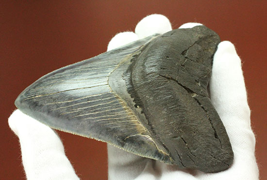メガロドンの歯の化石 サメの歯の化石 - その他