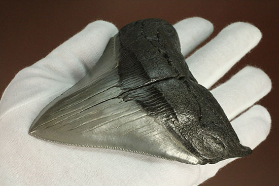 メガロドン [MG81] 化石 鮫の歯 | hartwellspremium.com