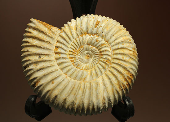 TOKYO SCIENCE アンモナイト ペリスフィンクテス 化石標本（Ammonites