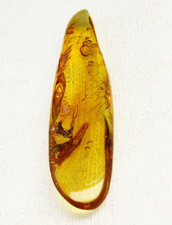 羽虫を内包した、透き通るような黄色をしたバルト海産の琥珀(Amber)/新生代（6500万年前 -- 現在）【ot885】