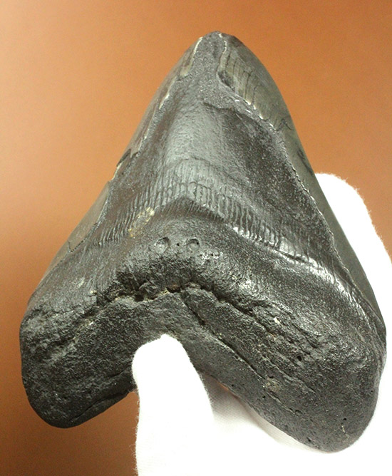 メガロドンの歯 [MG210] 化石