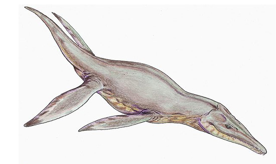 ポリプチコドンの歯化石（プリオサウルス類） 海のモンスター 販売