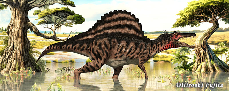 スピノサウルスの化石販売エリア Spinosaurus Sale