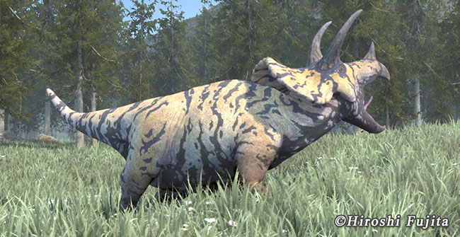 トリケラトプスの歯 角 爪の化石販売エリア Triceratops Sale