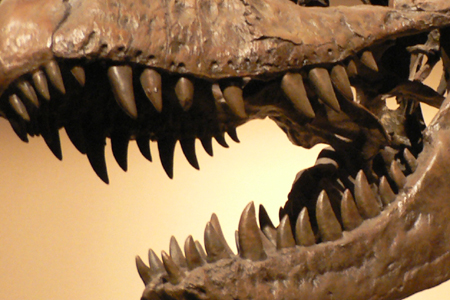 ティラノサウルス・レックス以外のティラノサウルス科の恐竜の化石の販売