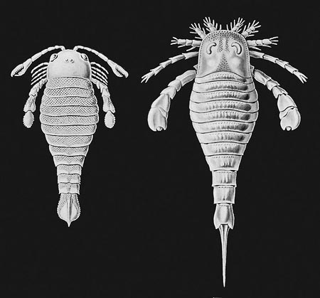 大きい！！体節まで保存されたウミサソリ ユーリプテルスポドリカス(Eurypterus podolicus) 化石 販売