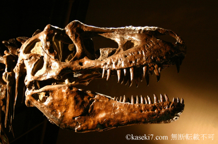 セレーションまで再現：ティラノサウルス・レックスの歯のレプリカ