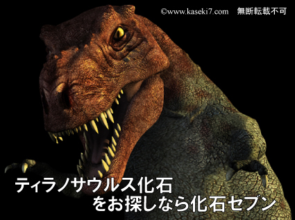ティラノサウルス・レックス。化石セブン史上最高の前上顎骨歯 