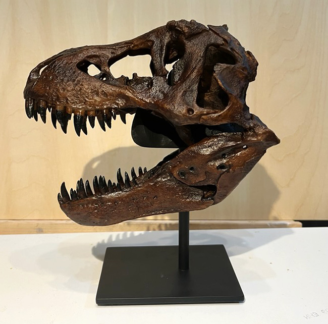 化石 骨格 標本 アオザメ 完全体 極美麗 - その他