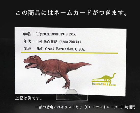 ティラノサウルス・レックスの前上顎骨歯。小型ながら前上顎骨歯の特徴 