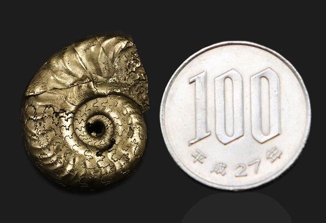 フランス・アヴェイロン産、黄鉄鉱化されつつも、縫合線が見事に露出した美しいジュラ紀のアンモナイト（Ammonite）