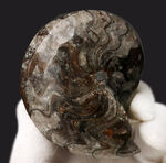 古生代デボン紀の海中で繁栄したアンモナイトの遠い親戚、ゴニアタイト（Goniatite）の完全体標本