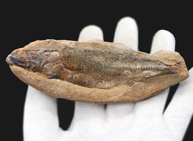 絶滅古代魚 ラコレピス ブラジル産 コレクション 化石 標本 白亜紀 