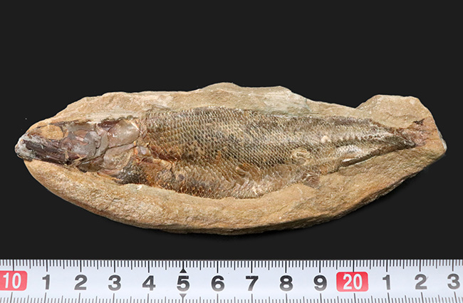 鱗・頭部の保存状態、極めて良好！およそ１億年前の古代魚、ラコレピス 