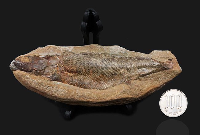 古代魚 化石 ② 白亜紀 1億3500万年〜1億8000万年前-