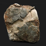 国産化石マニアックシリーズ！岐阜県福地層から採集された古生代デボン紀の非常に古いハチノスサンゴ（Favosites）の化石