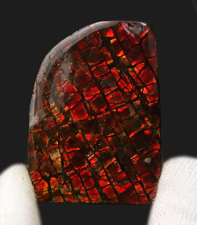 レッドドラゴン！キラキラ輝く！カナダ・アルバータ州産のアンモライト（Ammolite）のピース（その1）