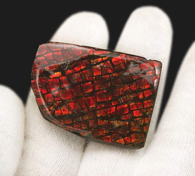 レッドドラゴン！キラキラ輝く！カナダ・アルバータ州産のアンモライト（Ammolite）のピース（その4）