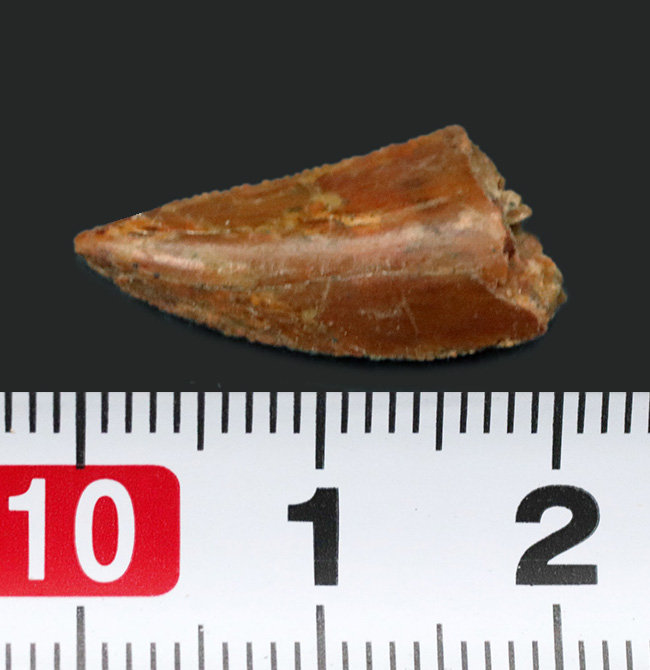 極上 ラプトル 化石 歯 恐竜 本物 モロッコ産  22.74mm fra9