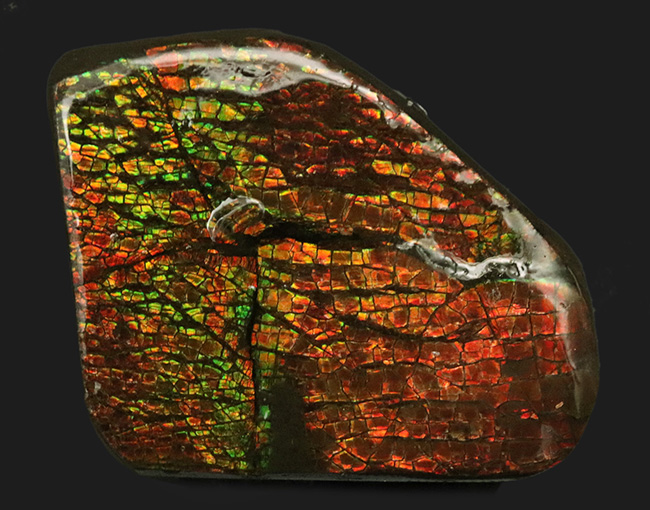 ドラゴンスキン模様が見られ、非常に濃い遊色を呈する、カナダ産の宝石、アンモライト（Ammolite）の天然石（その1）