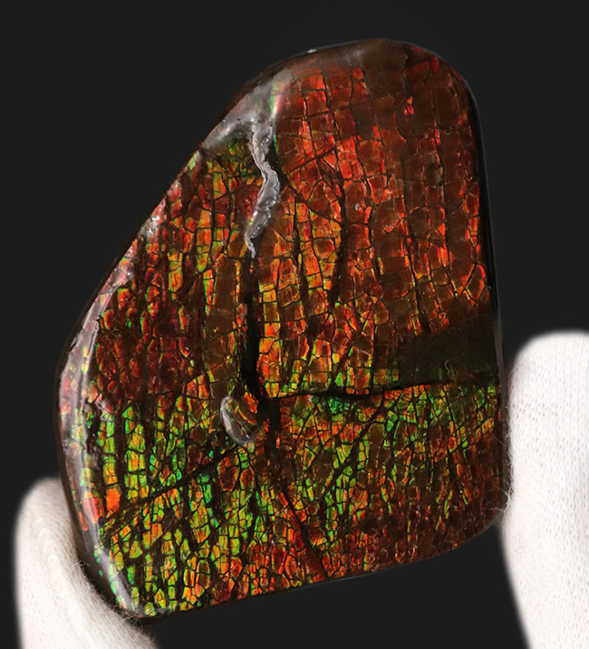 ドラゴンスキン模様が見られ、非常に濃い遊色を呈する、カナダ産の宝石、アンモライト（Ammolite）の天然石（その2）