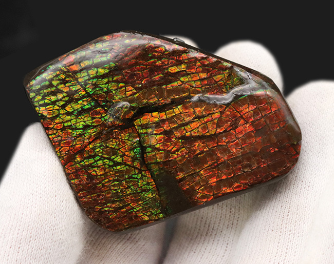 ドラゴンスキン模様が見られ、非常に濃い遊色を呈する、カナダ産の宝石、アンモライト（Ammolite）の天然石（その4）