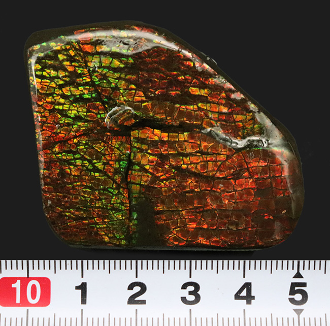 ドラゴンスキン模様が見られ、非常に濃い遊色を呈する、カナダ産の宝石、アンモライト（Ammolite）の天然石 アンモライト 販売