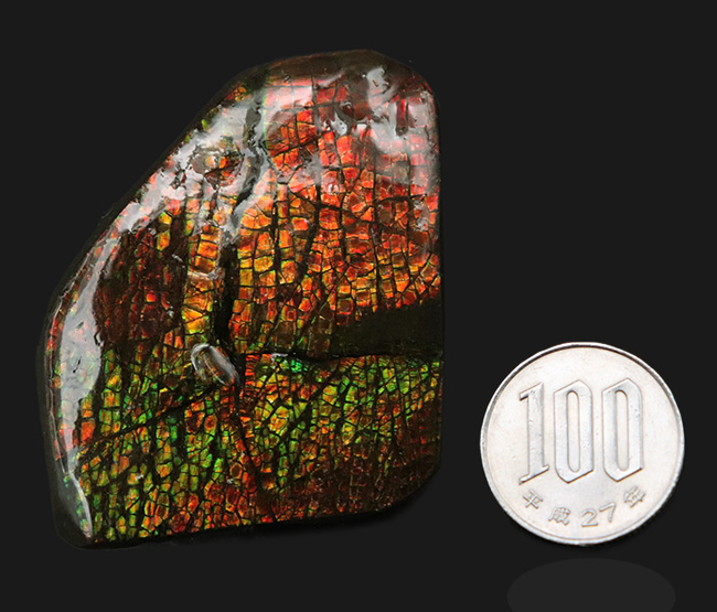 ドラゴンスキン模様が見られ、非常に濃い遊色を呈する、カナダ産の宝石、アンモライト（Ammolite）の天然石（その8）
