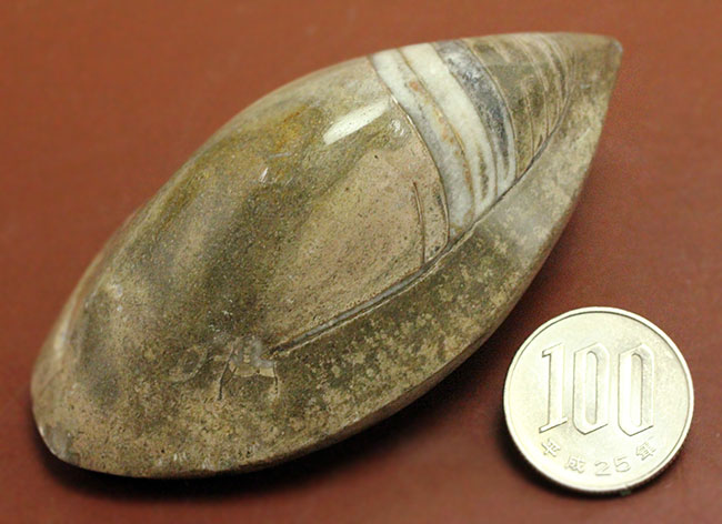 約3億7000万年前に世界中の海で繁栄していた直角貝ことオルソセラスの