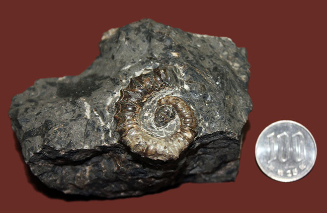 神という種小名を授けられたアンモナイト、アイノセラス・カムイ（Ainoceras kamuy）の成体の化石。北海道産。