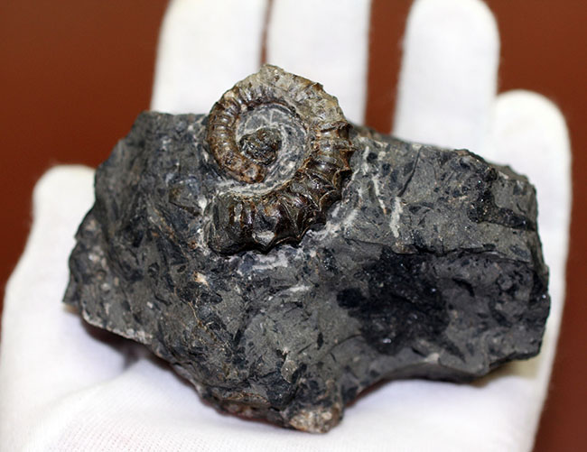 神という種小名を授けられたアンモナイト、アイノセラス・カムイ（Ainoceras kamuy）の成体の化石。北海道産。