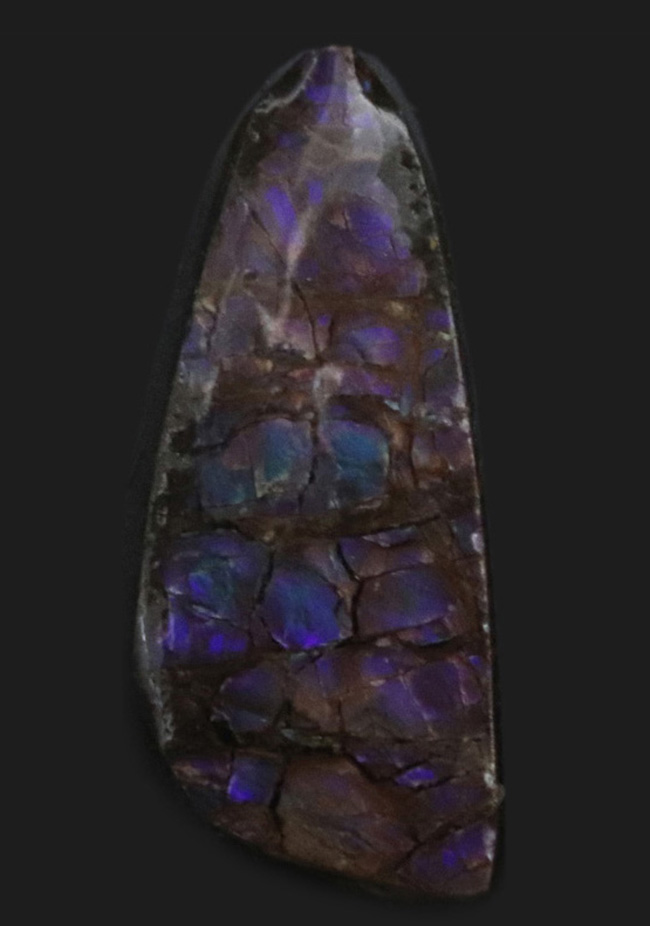 希少色のブルー＆パープルを呈する、美しいアンモライト（Ammolite）のピース（その1）