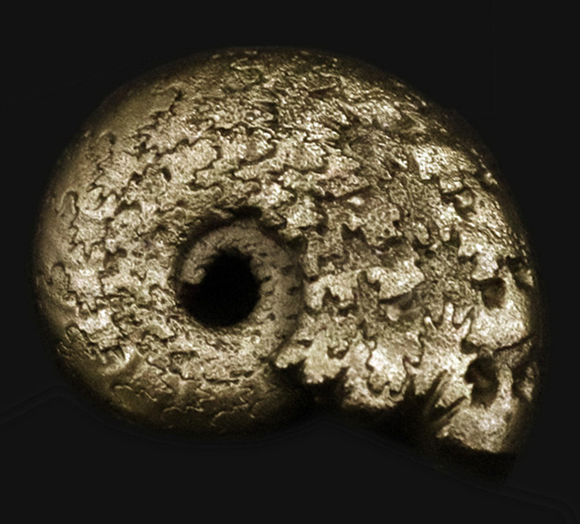 愚か者の金！？フランス・アヴェロン産の黄鉄鉱化アンモナイト（Ammonite）（その1）