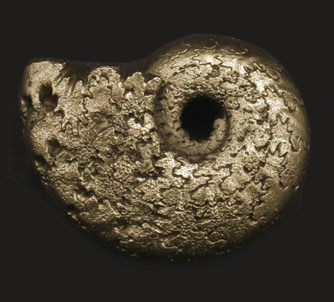 愚か者の金！？フランス・アヴェロン産の黄鉄鉱化アンモナイト（Ammonite）（その2）