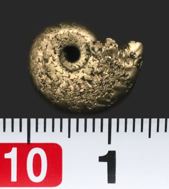 愚か者の金！？フランス・アヴェロン産の黄鉄鉱化アンモナイト（Ammonite）（その5）