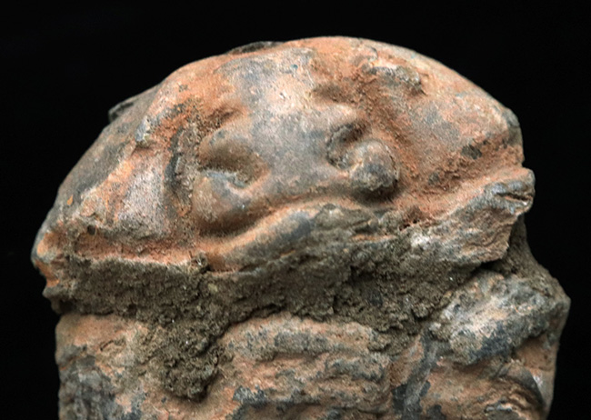 巨大芋虫のような風貌が魅力的！モロッコのオルドビス紀の地層から採集された三葉虫、カリメネ（Calymene）の化石（その2）