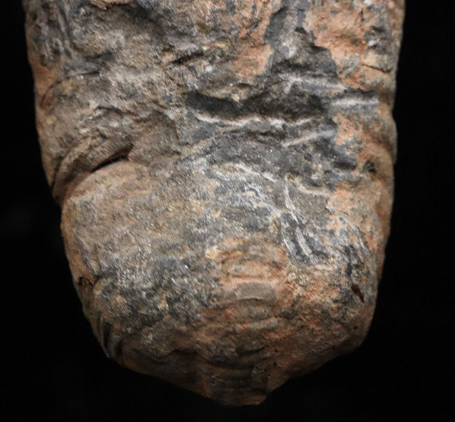 巨大芋虫のような風貌が魅力的！モロッコのオルドビス紀の地層から採集された三葉虫、カリメネ（Calymene）の化石（その3）