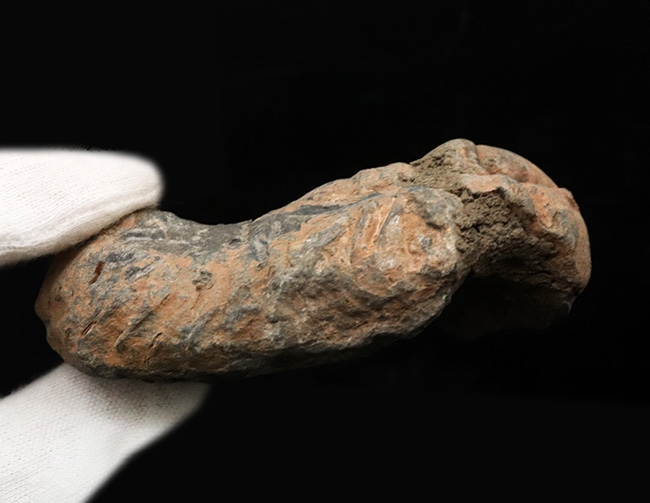 巨大芋虫のような風貌が魅力的！モロッコのオルドビス紀の地層から採集された三葉虫、カリメネ（Calymene）の化石（その6）