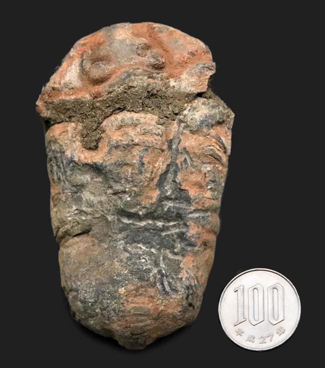 巨大芋虫のような風貌が魅力的！モロッコのオルドビス紀の地層から採集された三葉虫、カリメネ（Calymene）の化石（その8）