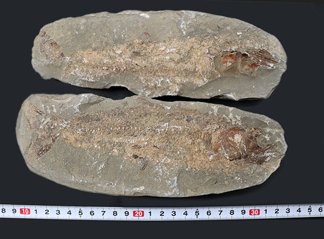 古代魚 化石 ② 白亜紀 1億3500万年〜1億8000万年前