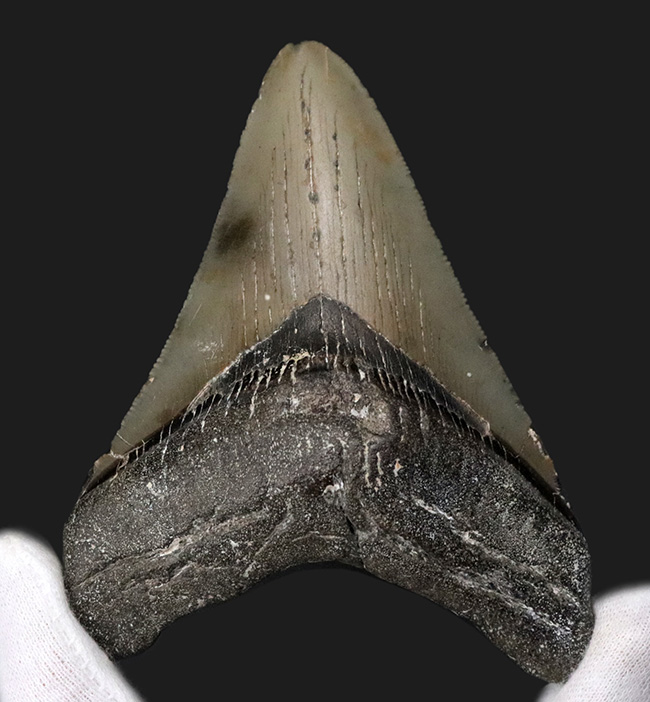 オールナチュラルであることが確認されている、希少なメガロドン（Megalodon）の歯化石（その1）