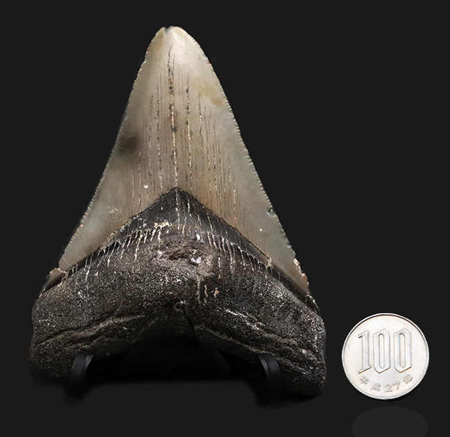 オールナチュラルであることが確認されている、希少なメガロドン（Megalodon）の歯化石（その11）