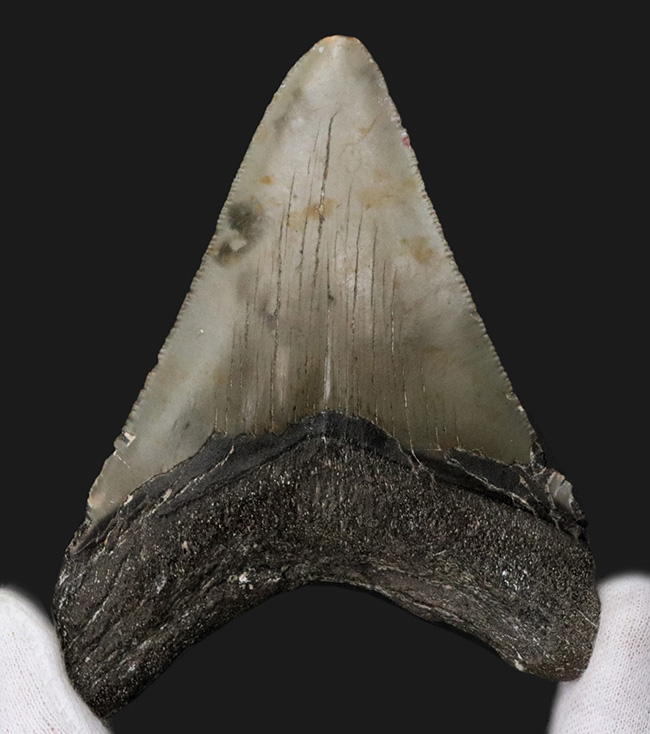 オールナチュラルであることが確認されている、希少なメガロドン（Megalodon）の歯化石（その2）