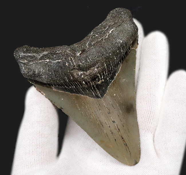 オールナチュラルであることが確認されている、希少なメガロドン（Megalodon）の歯化石（その4）