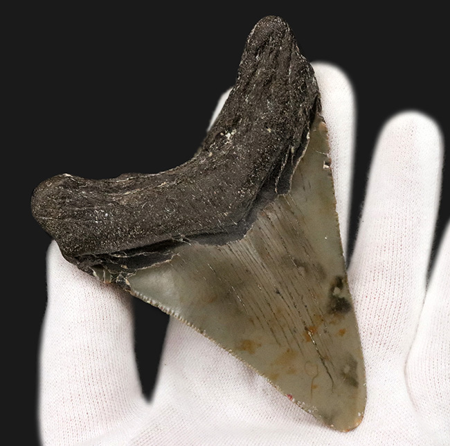 オールナチュラルであることが確認されている、希少なメガロドン（Megalodon）の歯化石（その5）