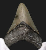 オールナチュラルであることが確認されている、希少なメガロドン（Megalodon）の歯化石