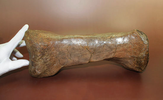 あなたは信じられますか？これが足の指１本だということを！鳥脚類エドモントサウルス（Edmontosaurus annectus）の中足骨化石 恐竜 販売