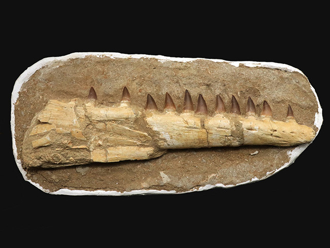 非常に珍しいナチュラルな一個体標本！モササウルス（Mosasaurus）の顎 