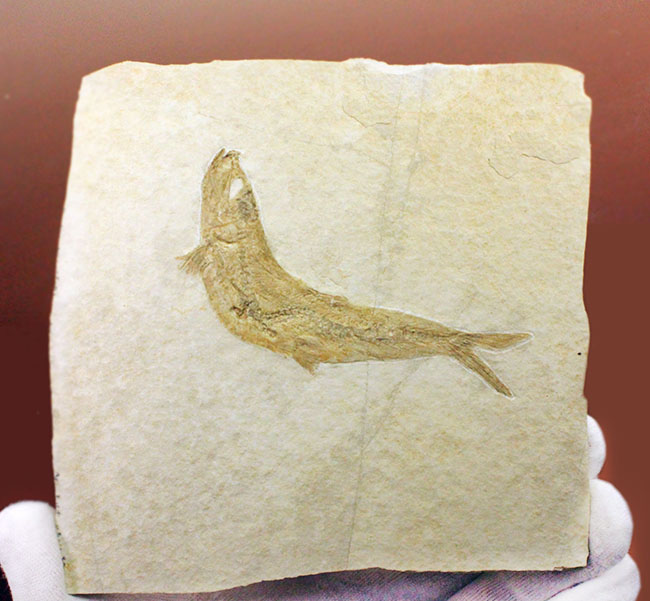 良好な保存状態を示す、ドイツ・ゾルンフォーフェン産の古代魚の化石、レプトレピス（Leptolepis stratiformis） 化石 販売